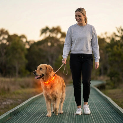 Rechargeable LED Dog Collar with USB Charging, Waterproof and Reflective Adjustable Nylon for Nighttime Safety